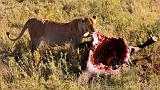 TANZANIA - Serengeti National Park - Leonessa con preda (Bufalo) - 06